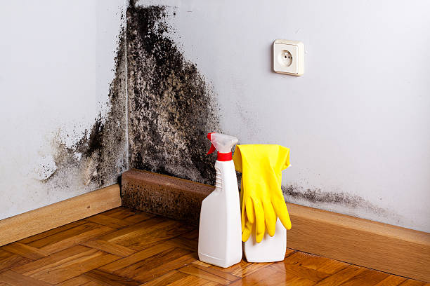 Water damage restoration experts in Cerro Gordo, IL